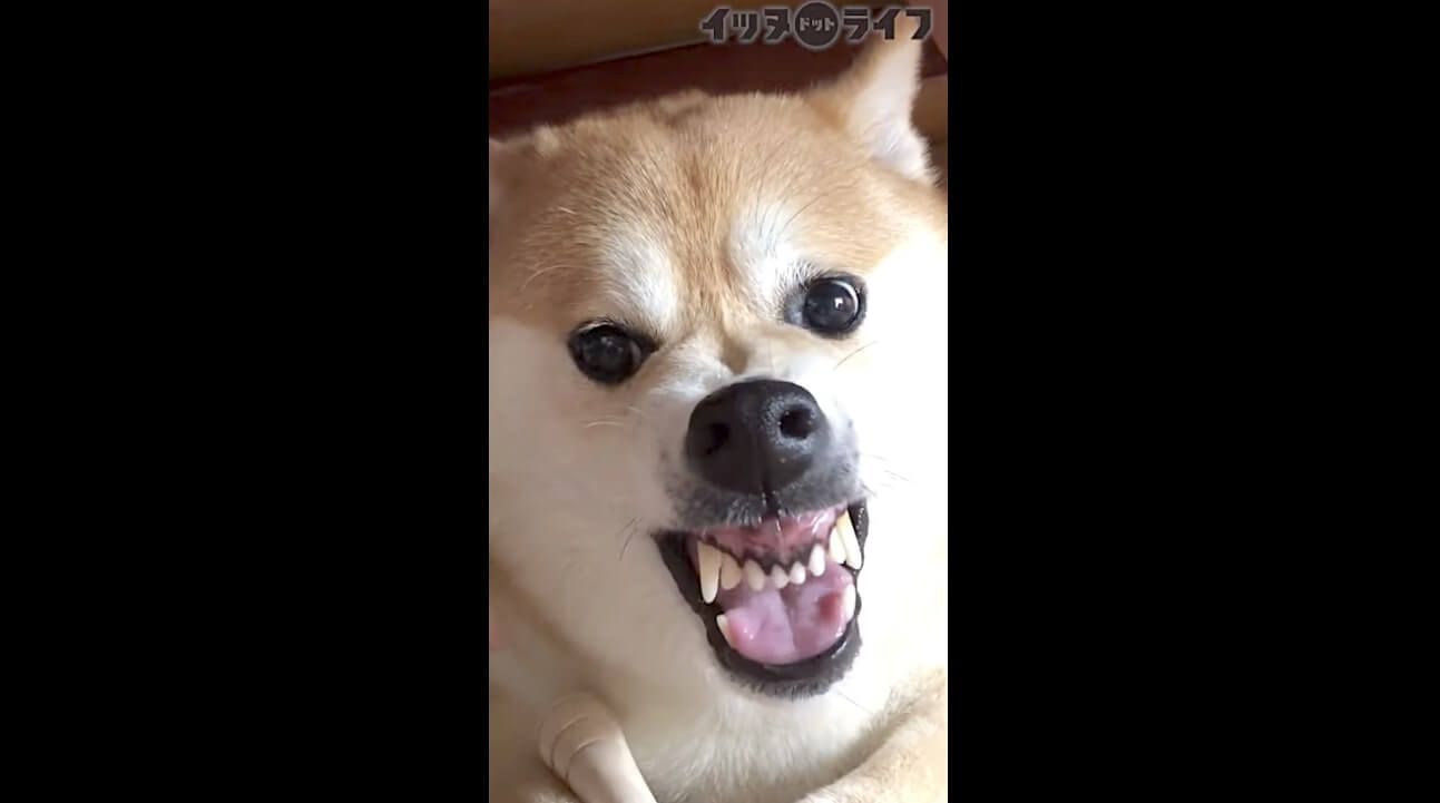 柴犬,動画,イッヌドットライフ