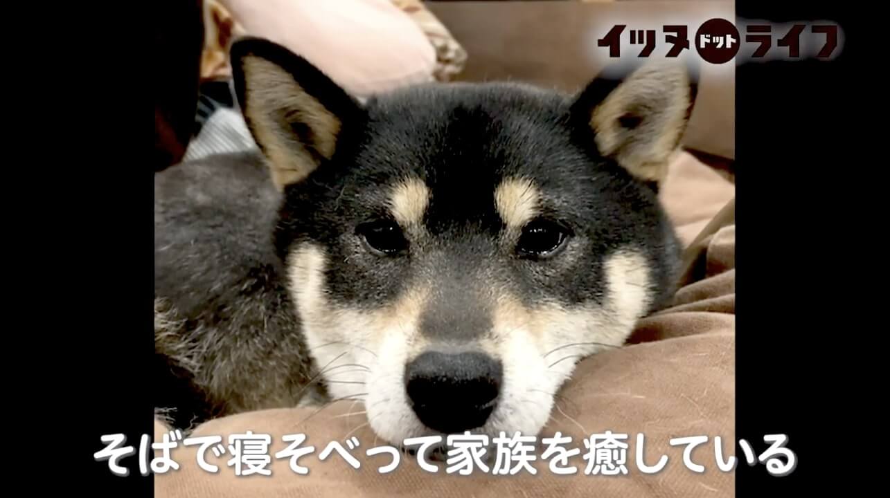 柴犬,動画,イッヌドットライフ