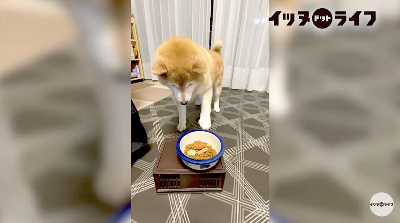 柴犬,動画,イッヌドットライフ