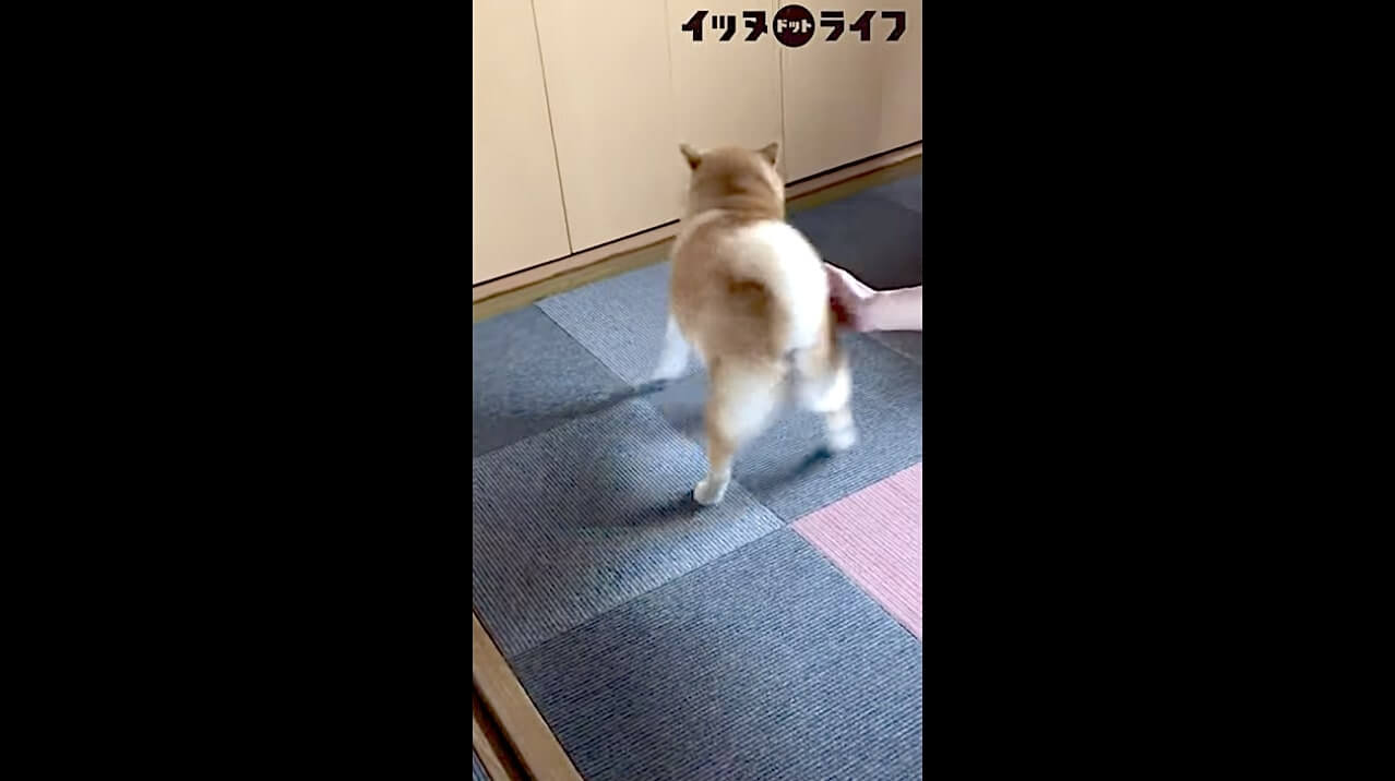 柴犬,動画,イッヌドットライフ