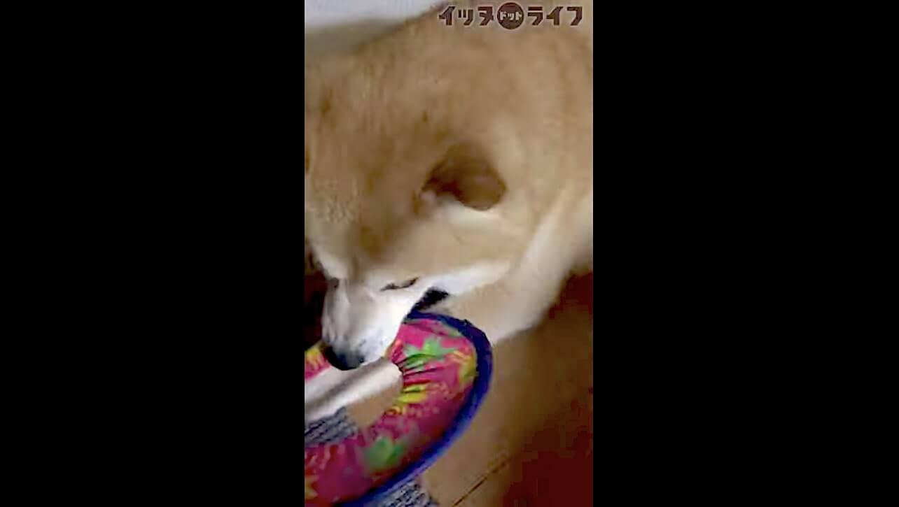 柴犬,動画,イッヌドットライフ