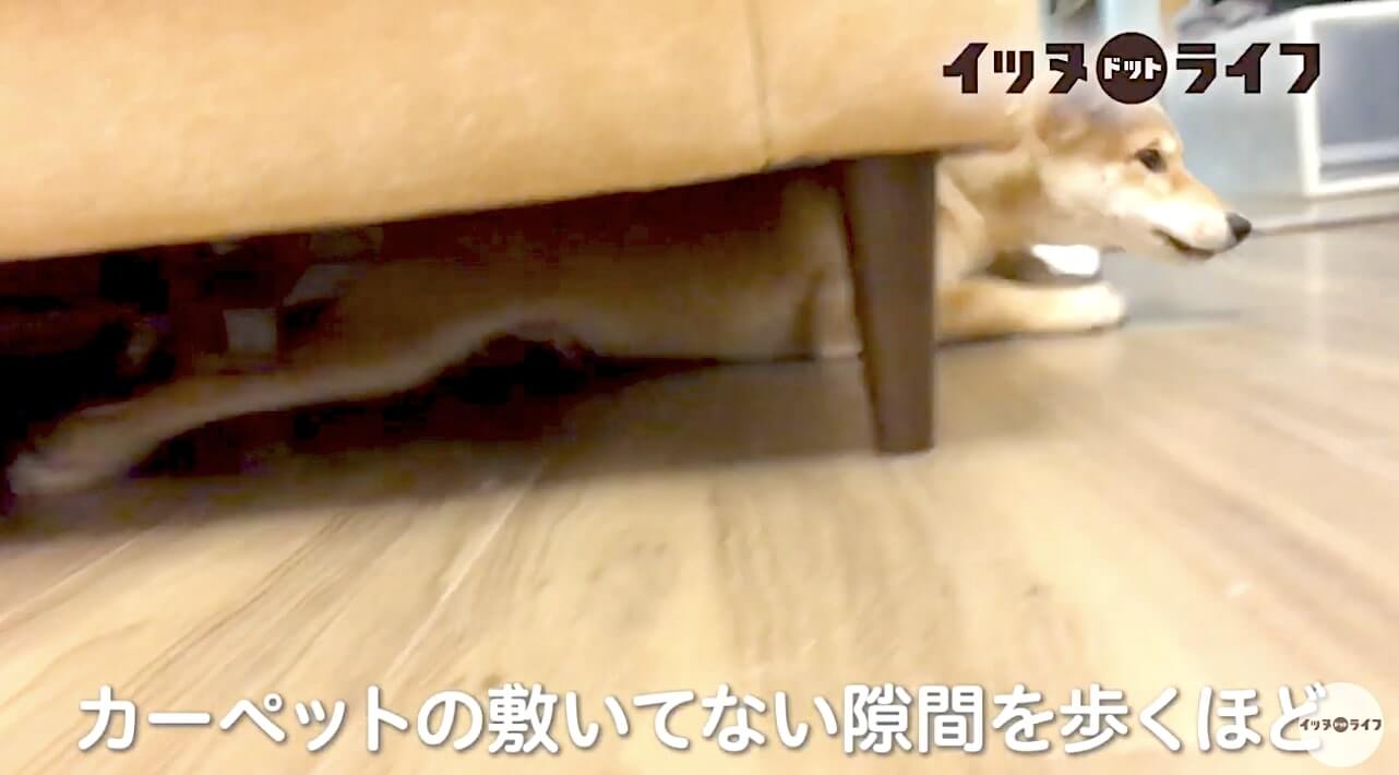 柴犬,動画,イッヌドットライフ