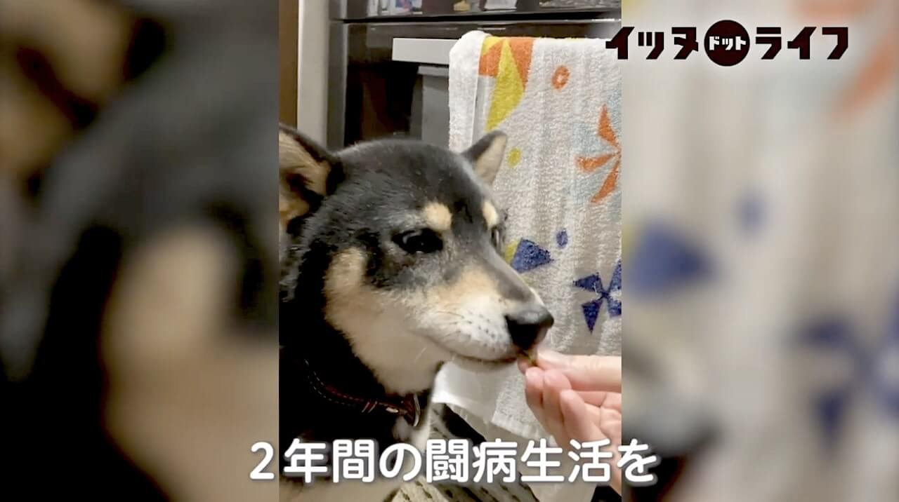 柴犬,動画,イッヌドットライフ