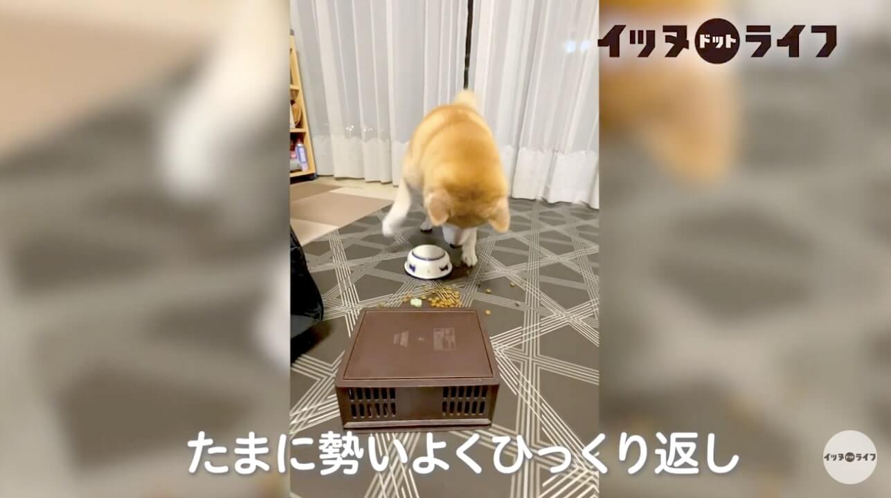 柴犬,動画,イッヌドットライフ