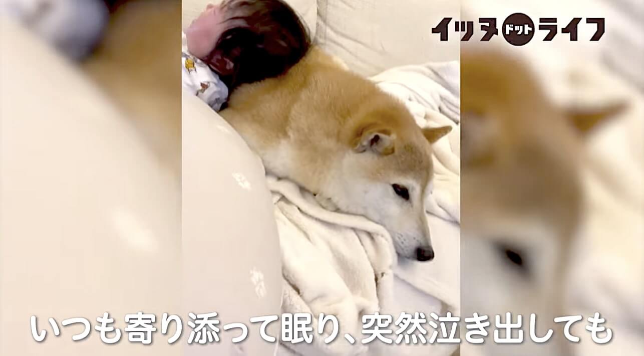 柴犬,動画,イッヌドットライフ