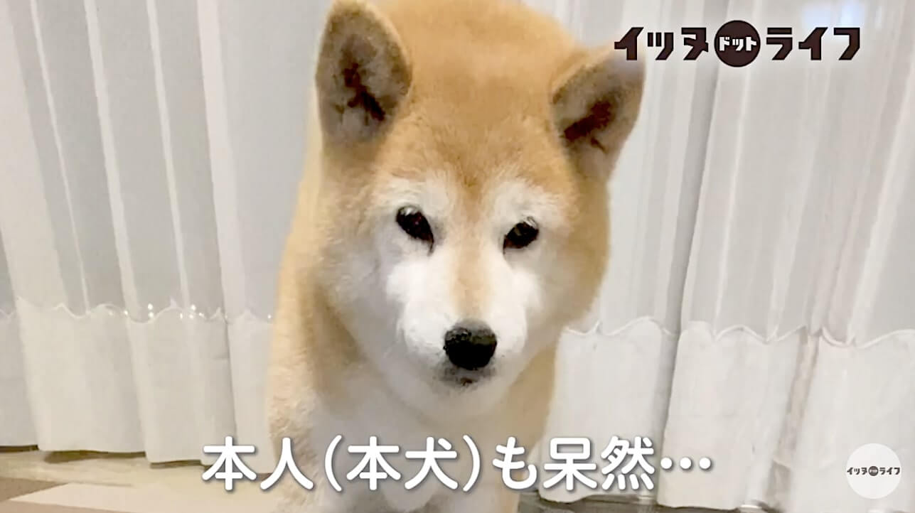 柴犬,動画,イッヌドットライフ