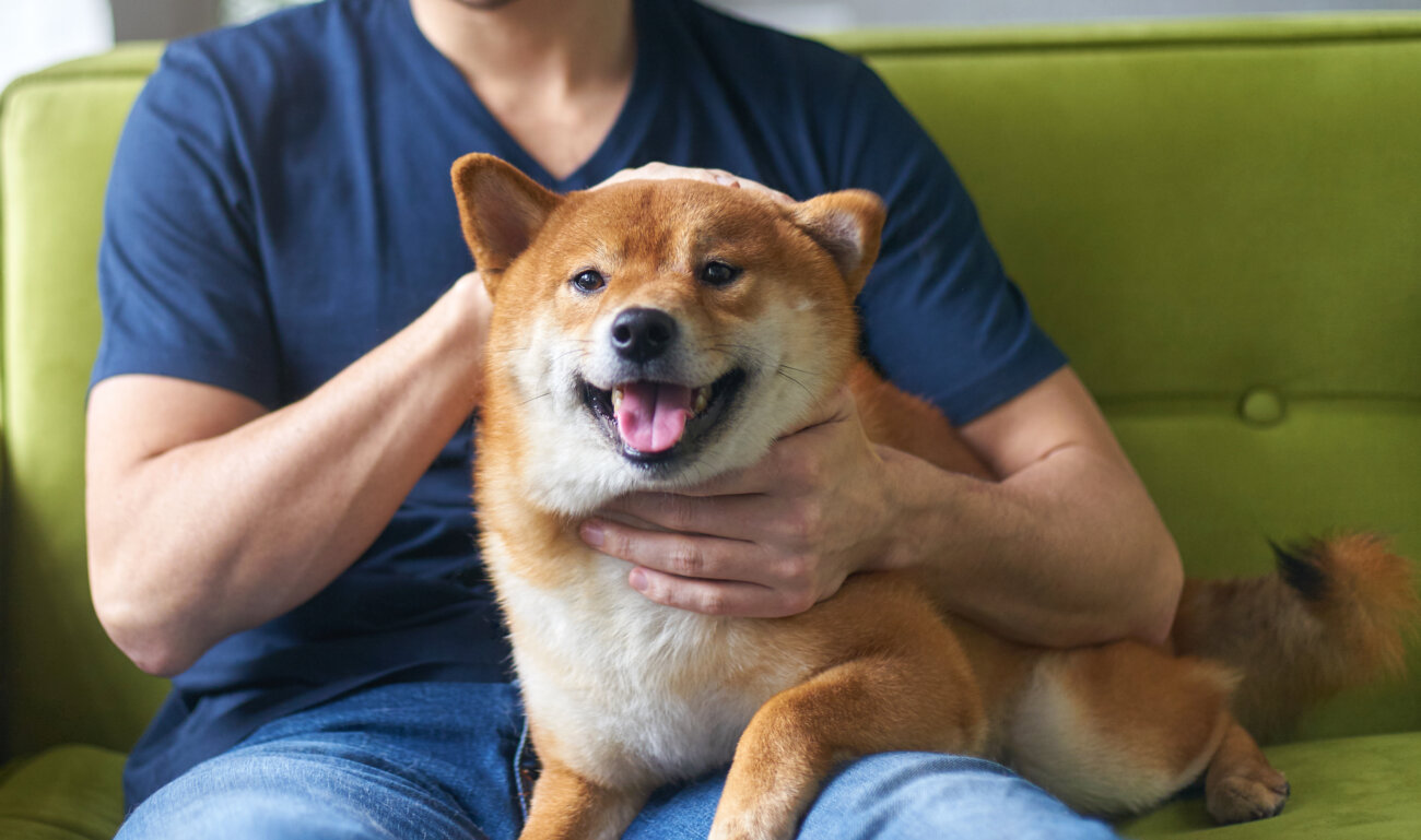 柴犬,パナソニック,ジアイーノ