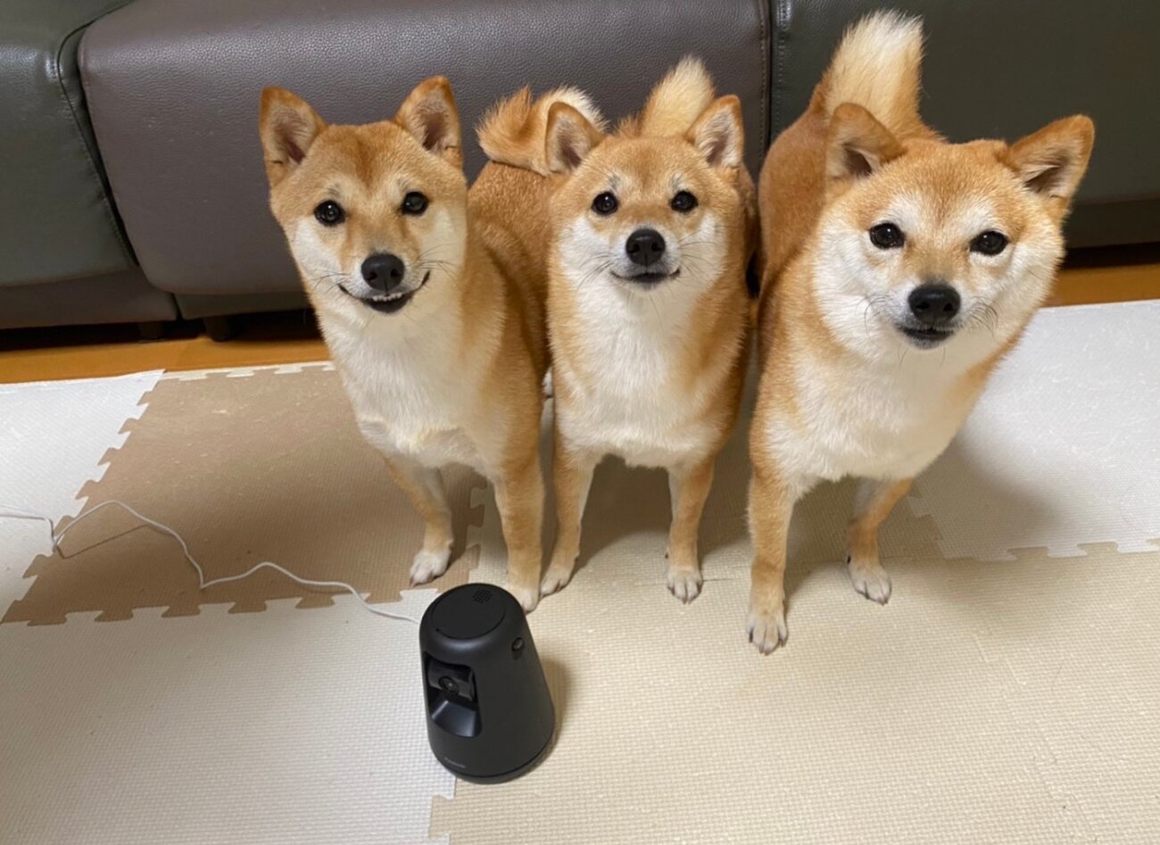 柴犬.パナソニック,HDペットカメラ