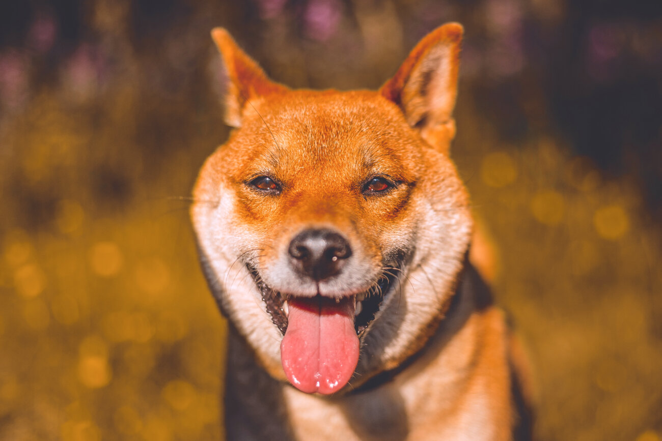 柴犬,パナソニック,hdペットカメラ