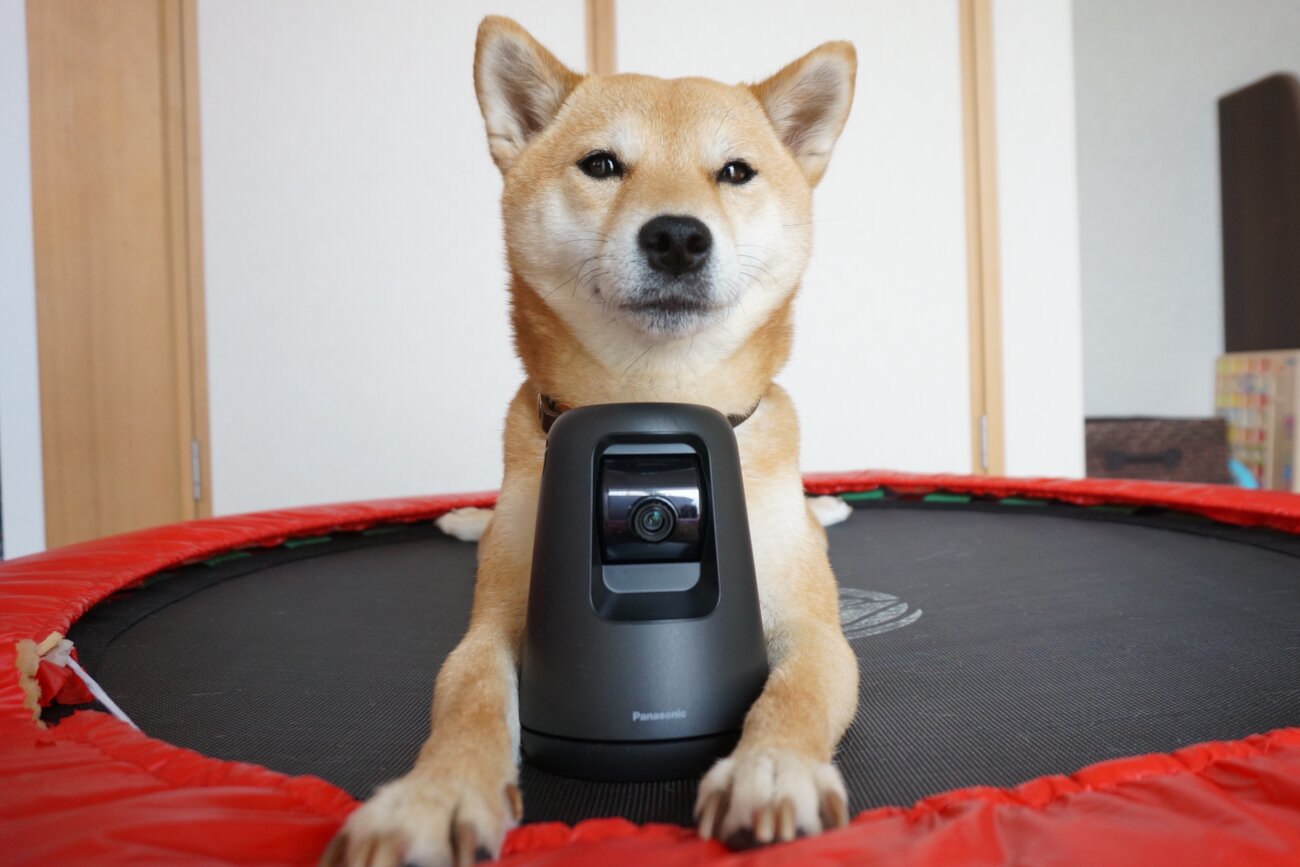 柴犬.パナソニック,HDペットカメラ