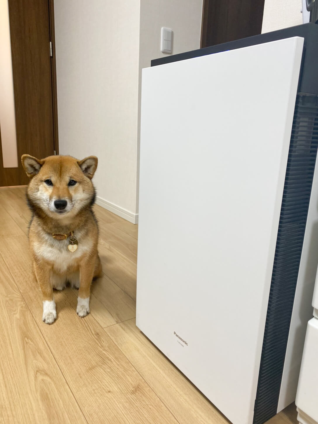 柴犬,パナソニック,ジアイーノ