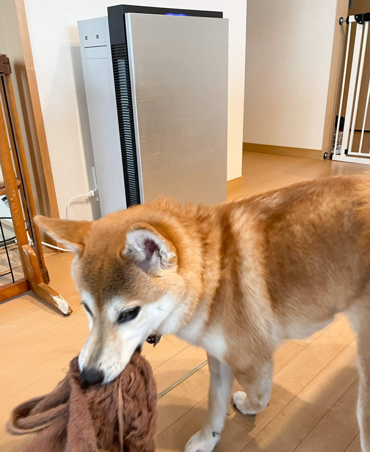 柴犬,パナソニック,ジアイーノ