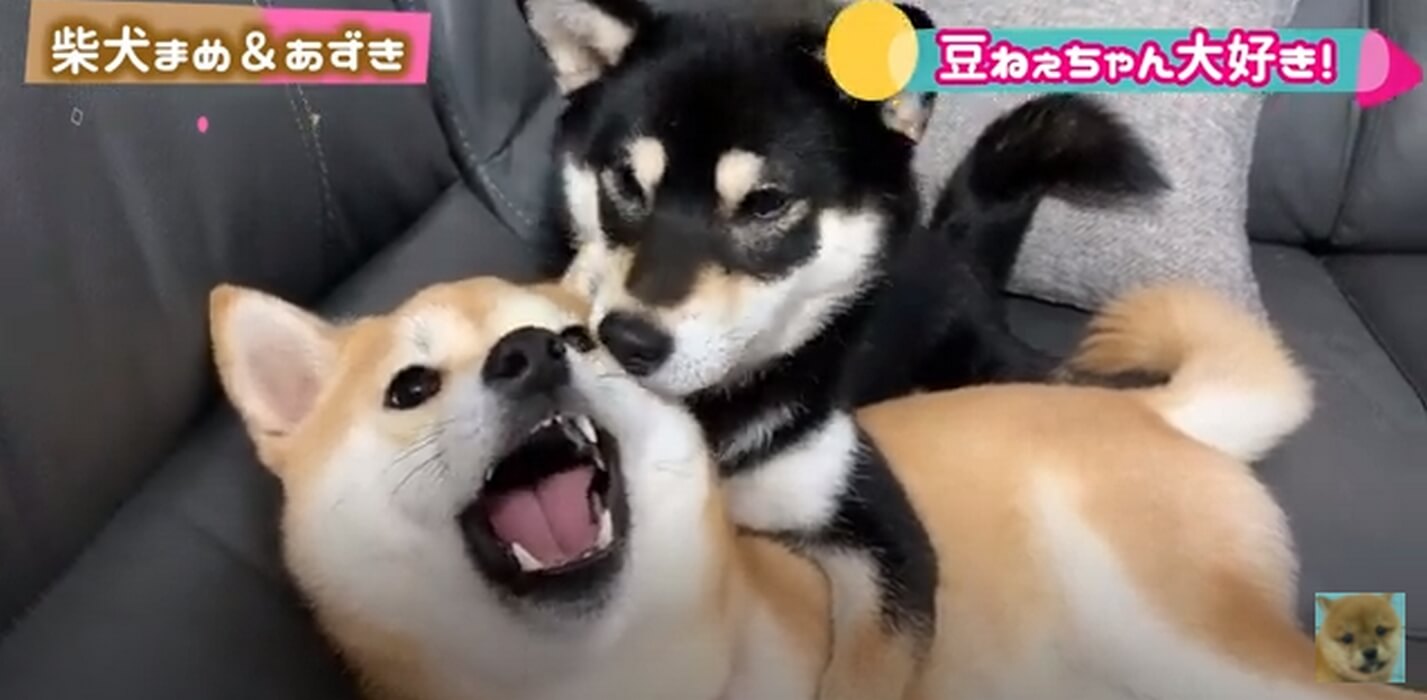 柴犬,YouTube