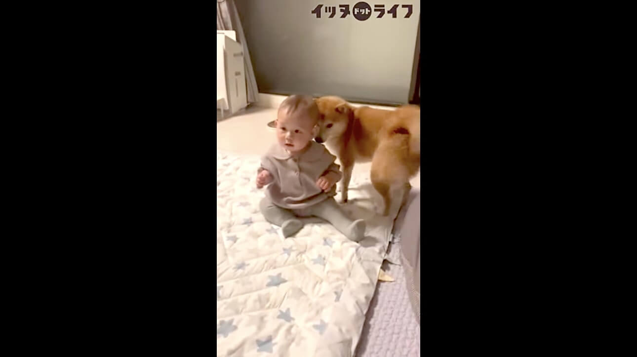 柴犬,動画,イッヌドットライフ