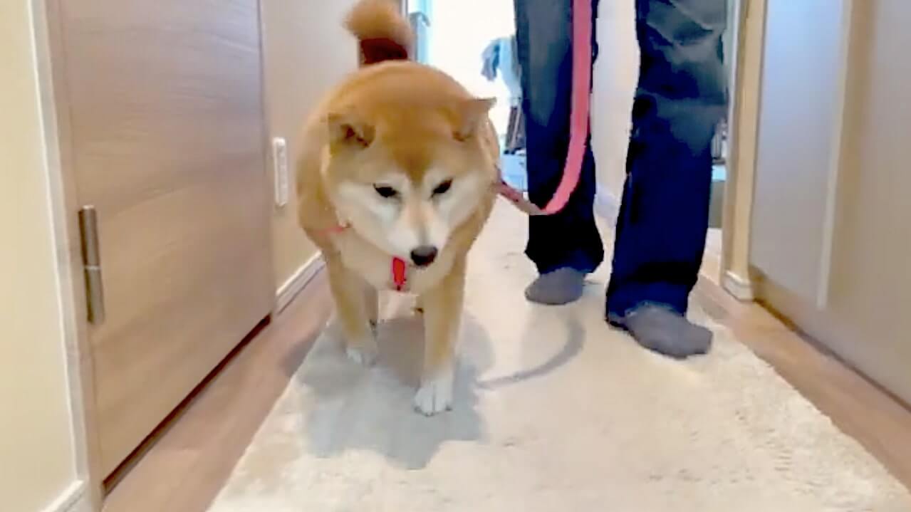 柴犬,YouTube