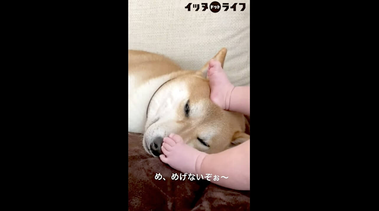 柴犬,動画,イッヌドットライフ