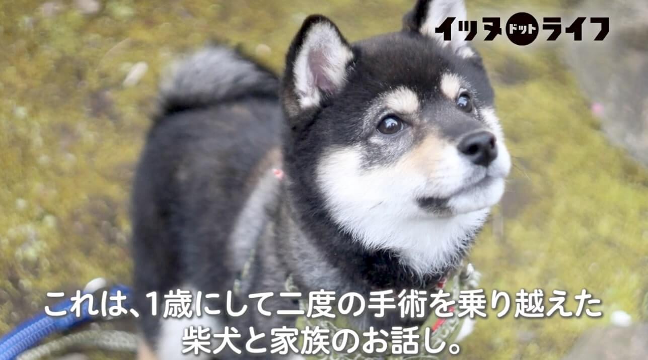 柴犬,動画,イッヌドットライフ