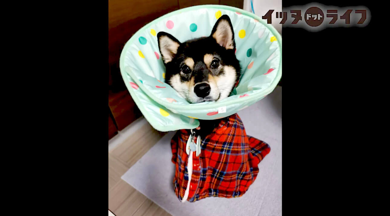 柴犬,動画,イッヌドットライフ