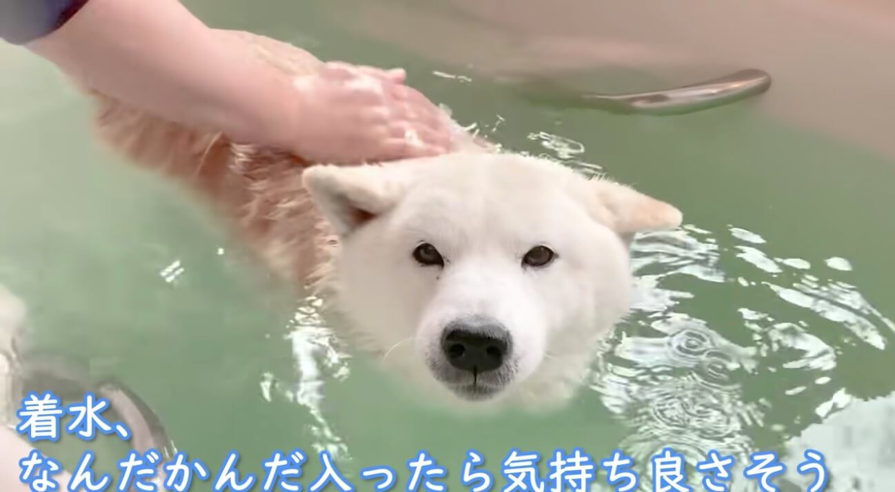 柴犬,YouTube