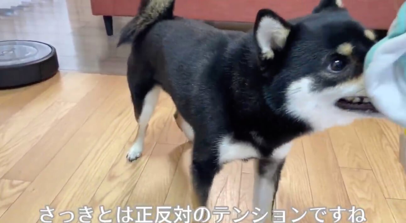 柴犬,YouTube