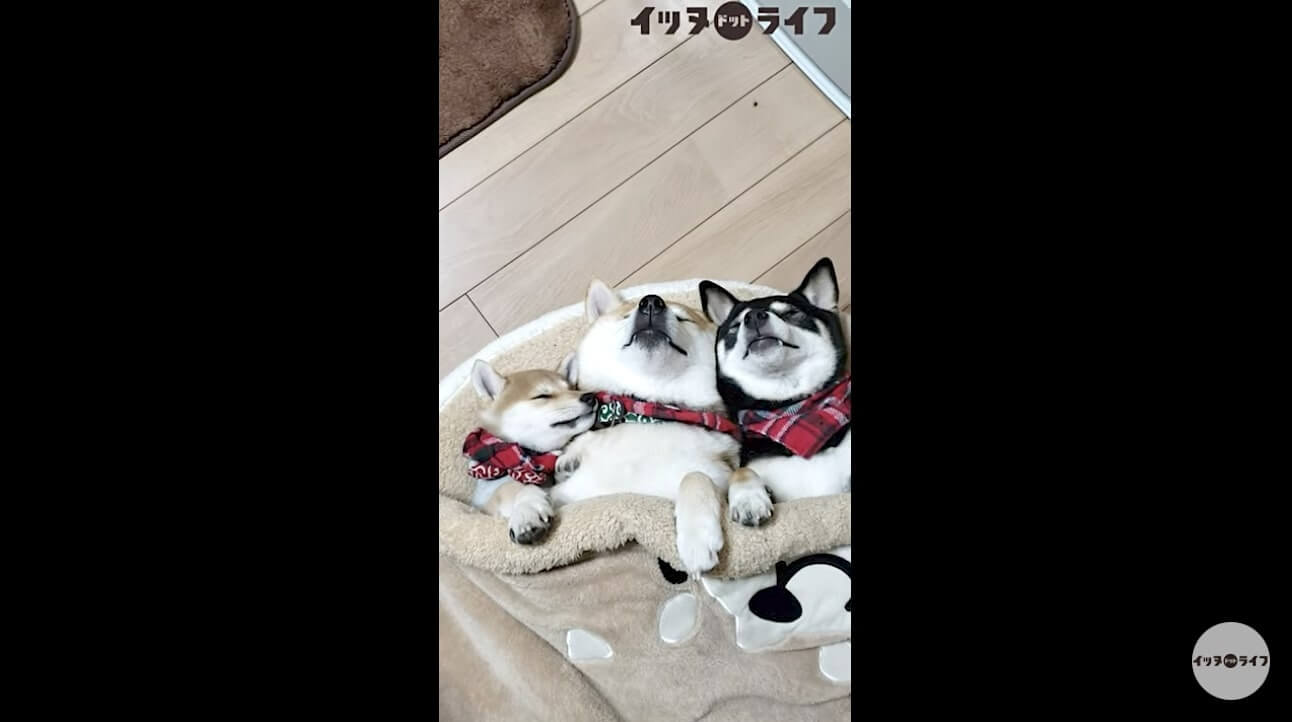 柴犬,動画,イッヌドットライフ