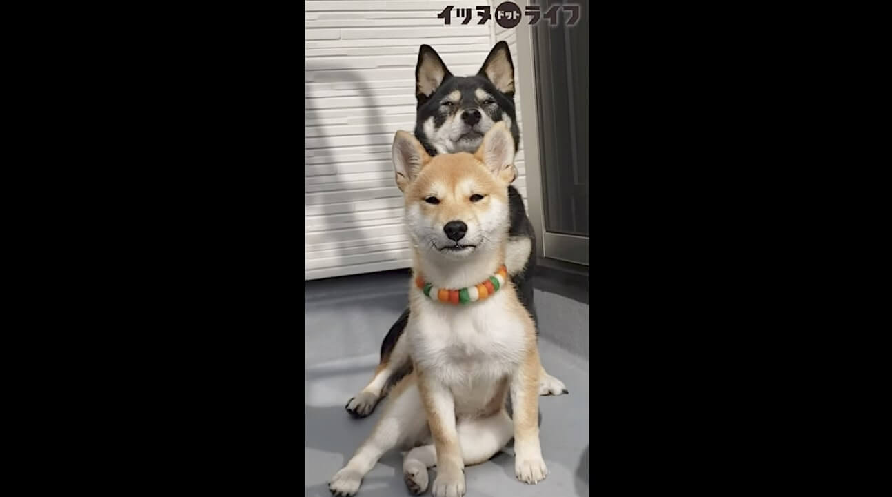 柴犬,動画,イッヌドットライフ