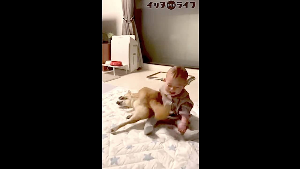柴犬,動画,イッヌドットライフ