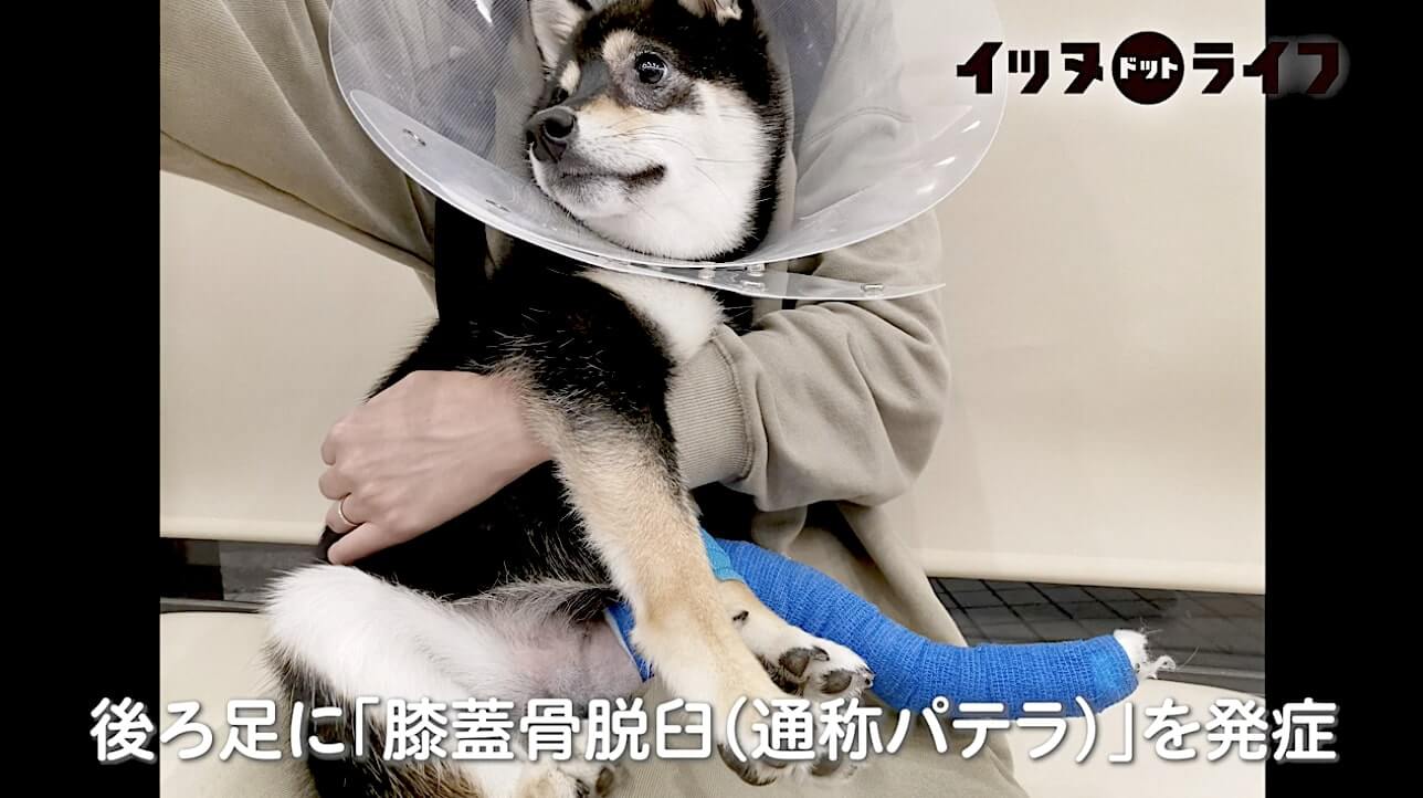 柴犬,動画,イッヌドットライフ