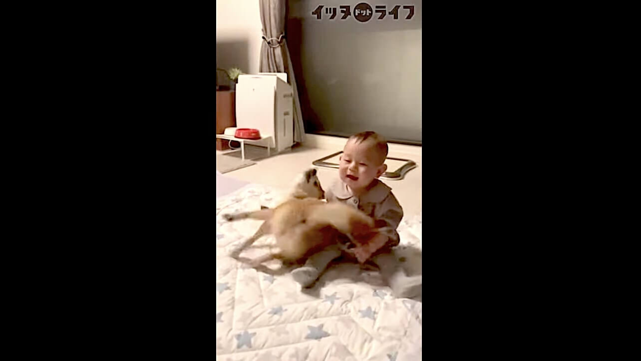 柴犬,動画,イッヌドットライフ