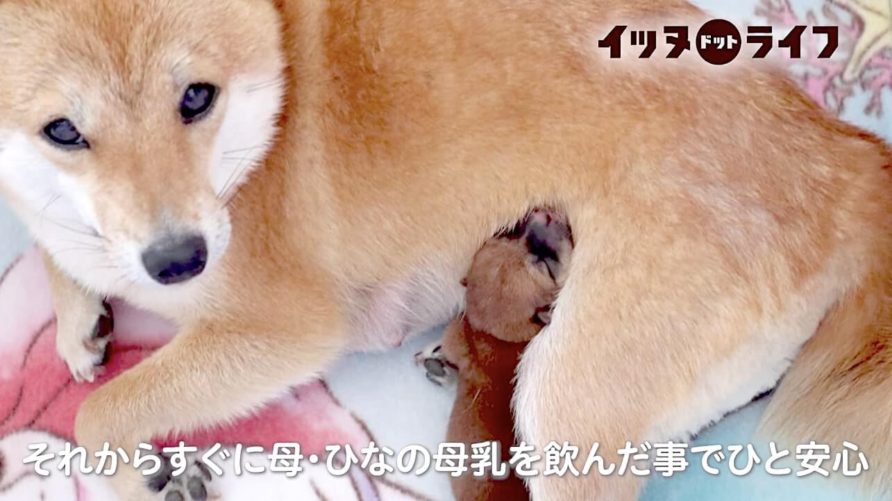 柴犬,動画,イッヌドットライフ