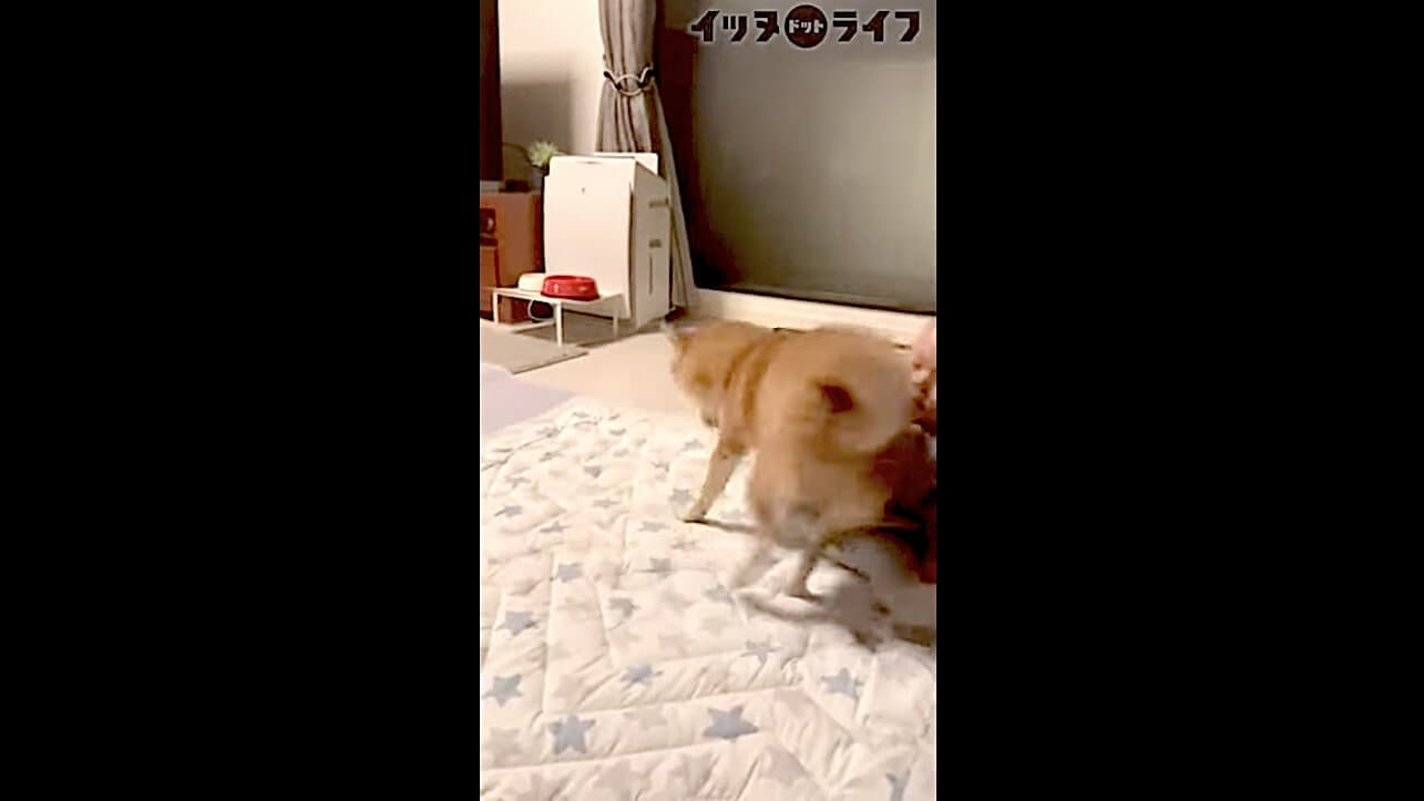柴犬,動画,イッヌドットライフ