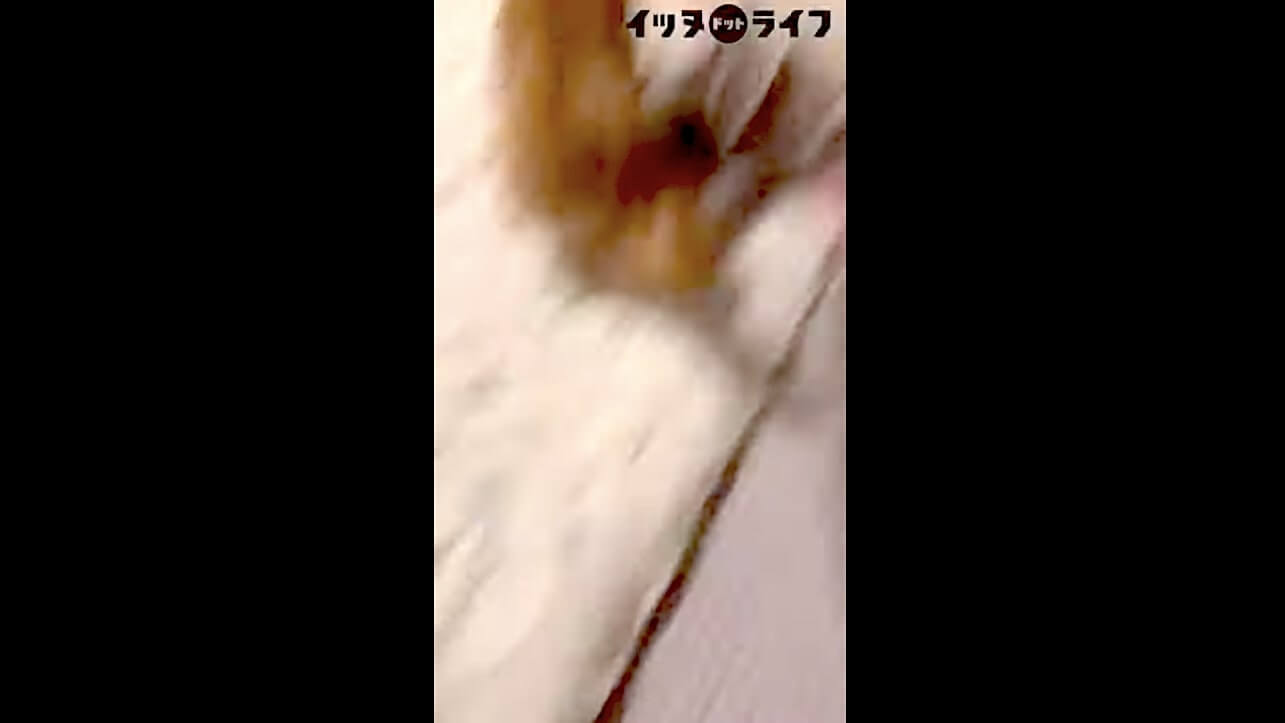 柴犬,動画,イッヌドットライフ