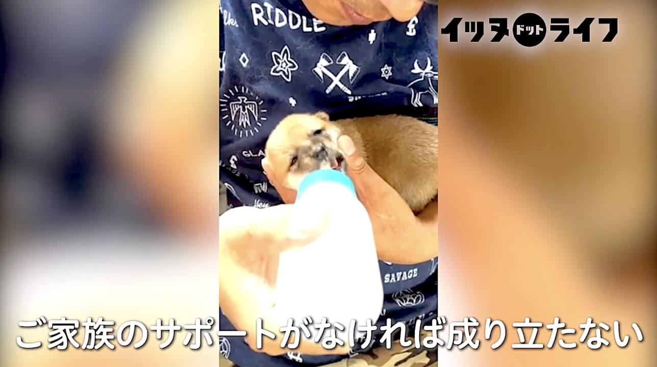 柴犬,動画,イッヌドットライフ
