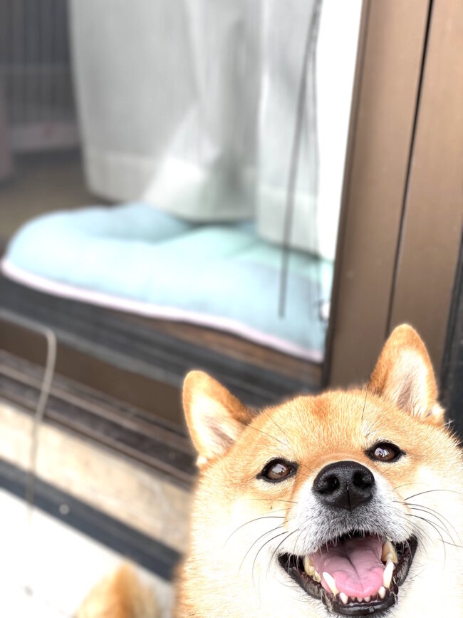 柴犬,Twitter