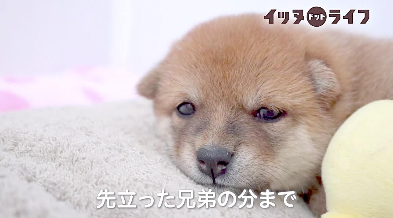 柴犬,動画,イッヌドットライフ