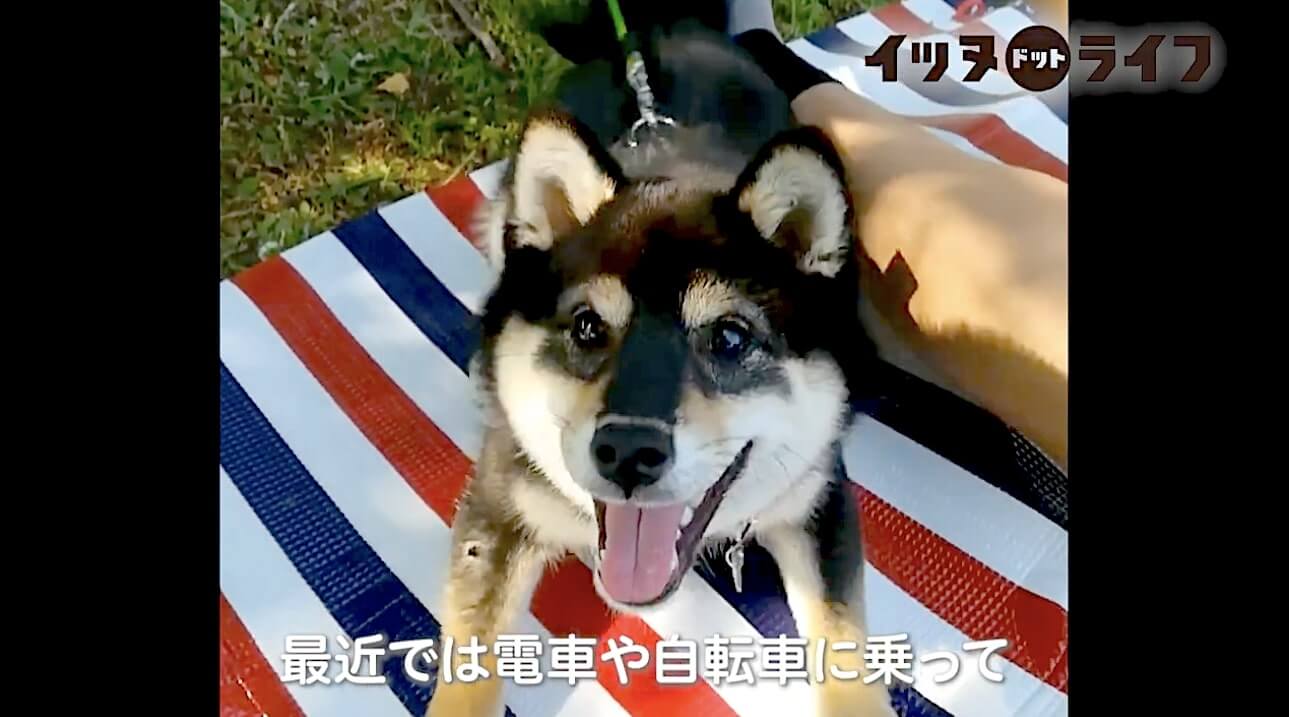 柴犬,動画,イッヌドットライフ