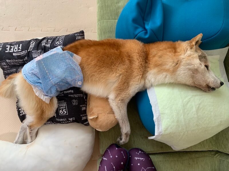 フレンチブルドッグ