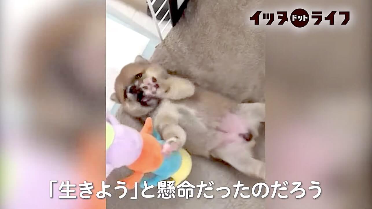 柴犬,動画,イッヌドットライフ