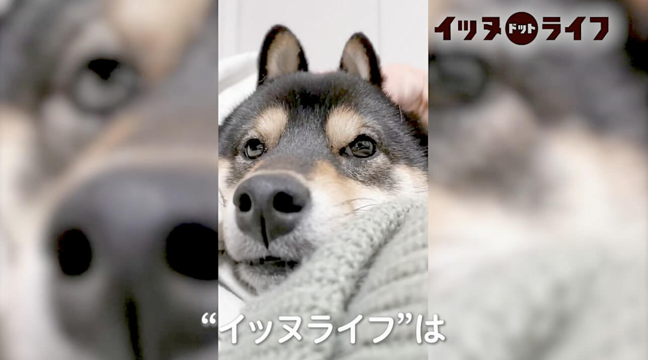 柴犬,動画,イッヌドットライフ