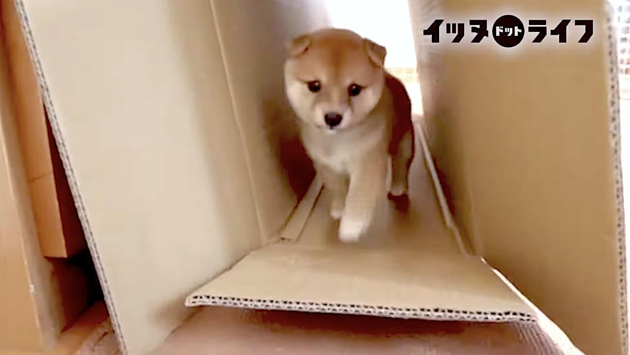 柴犬,動画,イッヌドットライフ