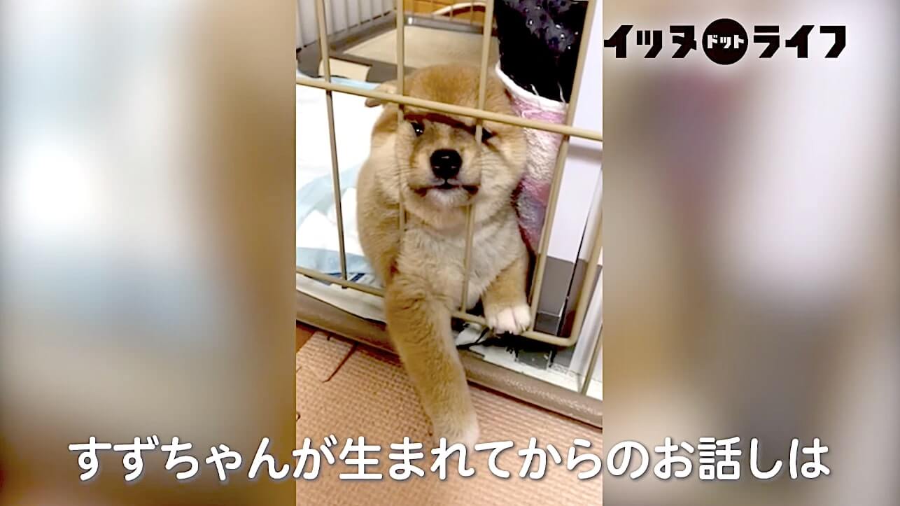 柴犬,動画,イッヌドットライフ