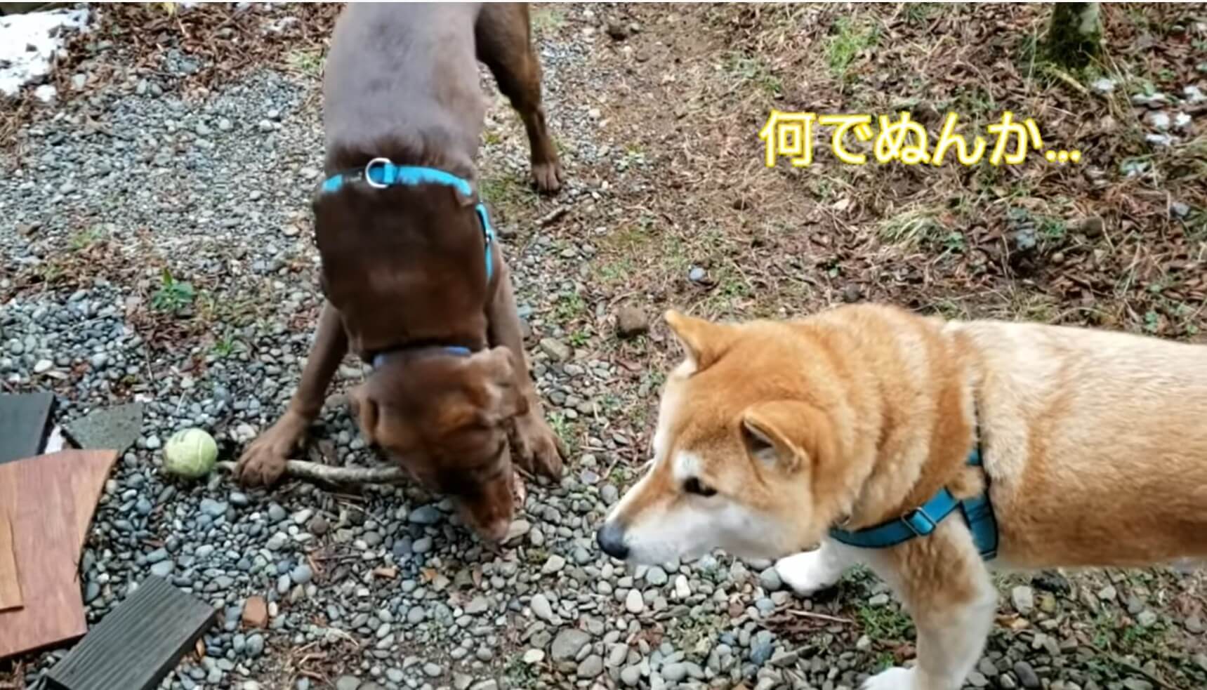 柴犬,YouTube