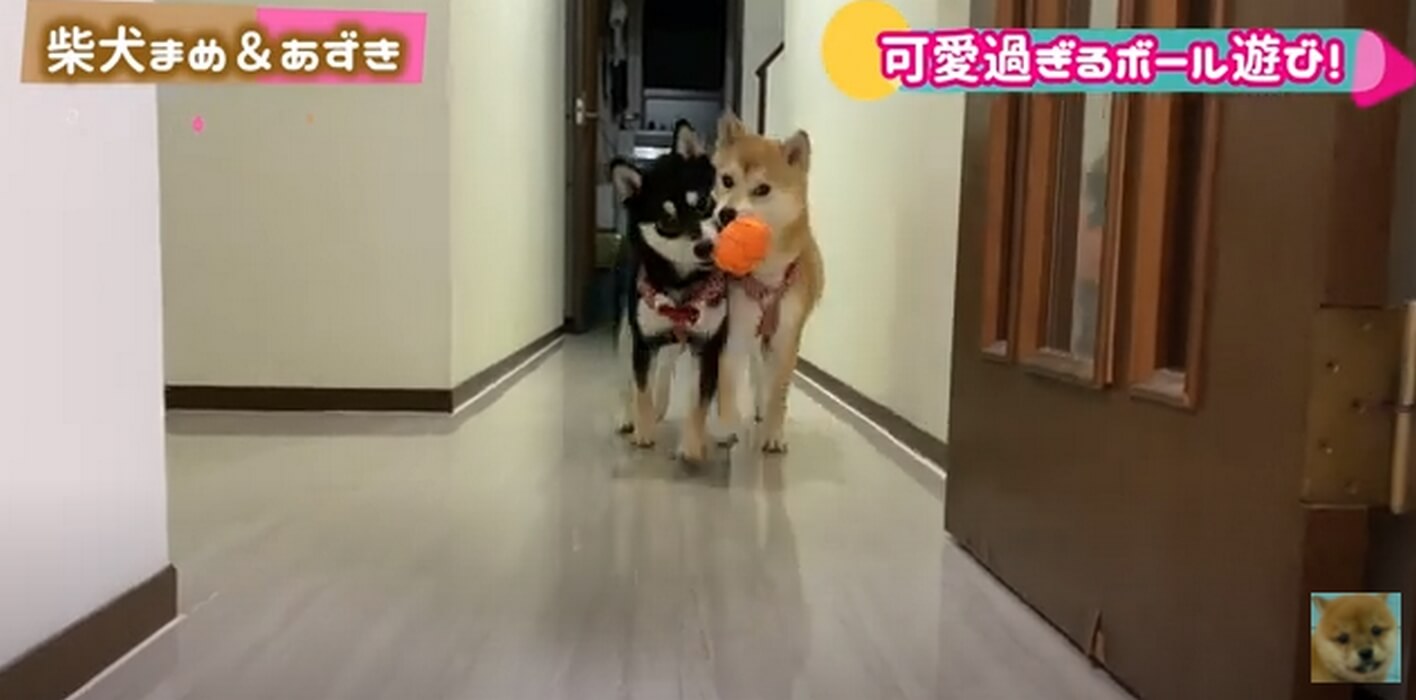 柴犬,YouTube