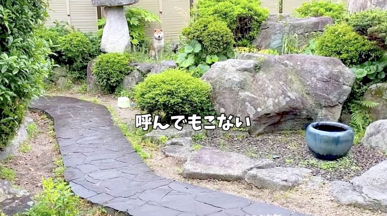柴犬,YouTube