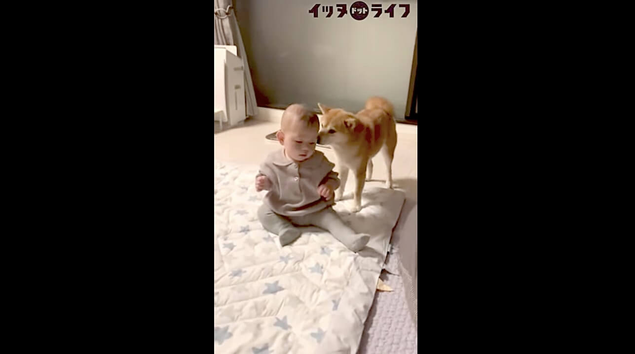 柴犬,動画,イッヌドットライフ