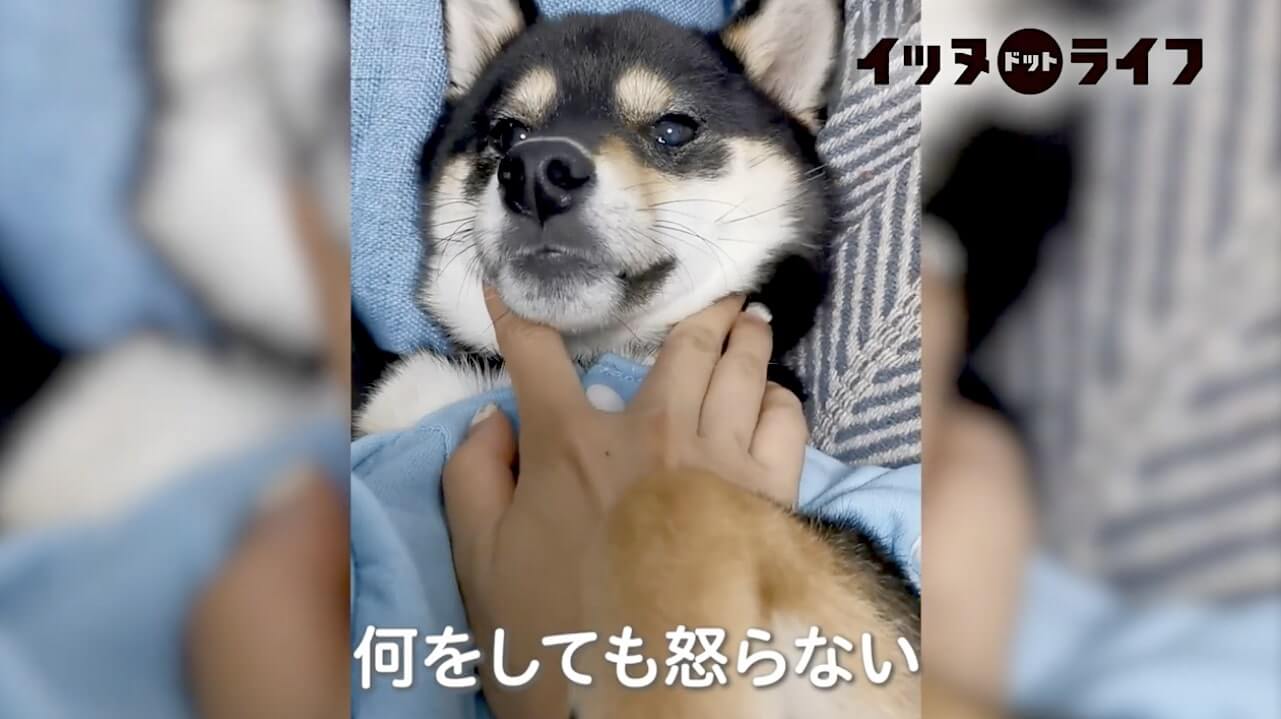 柴犬,動画,イッヌドットライフ