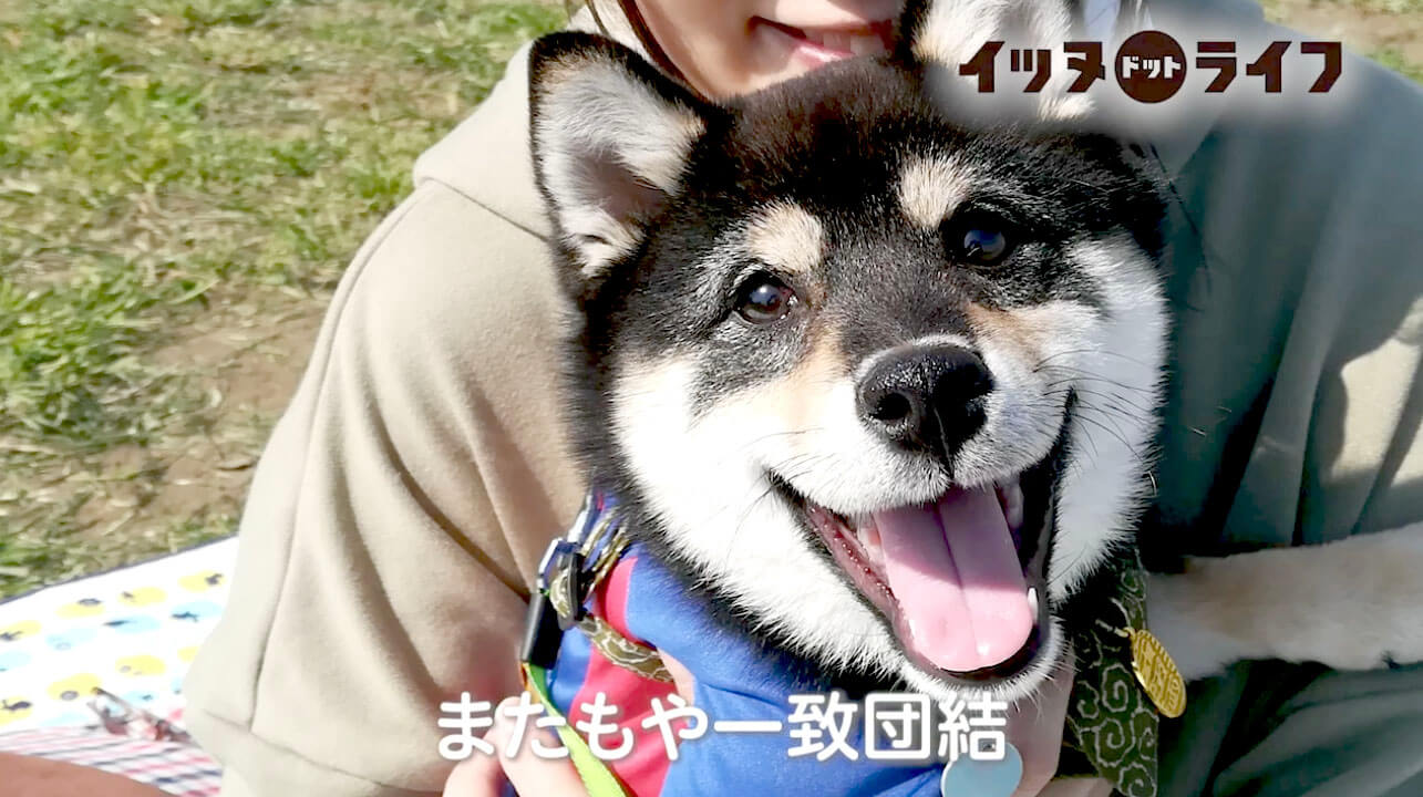 柴犬,動画,イッヌドットライフ
