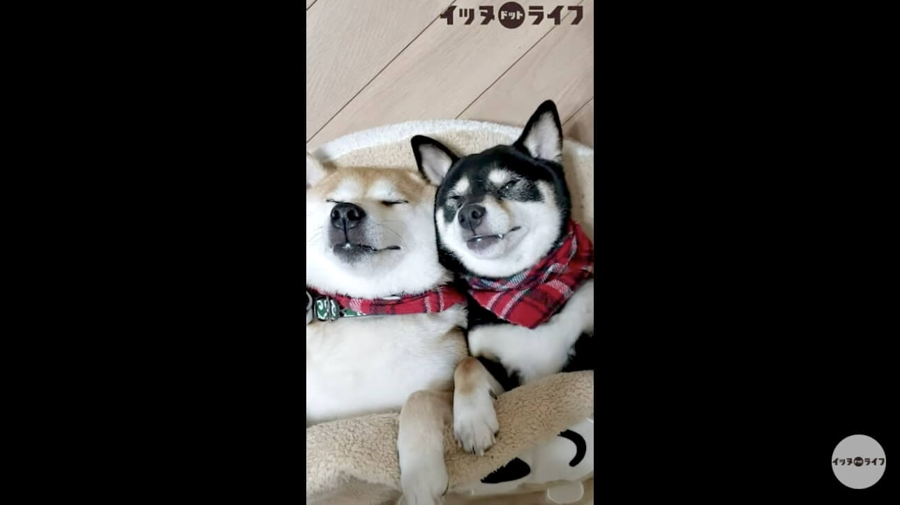 柴犬,動画,イッヌドットライフ