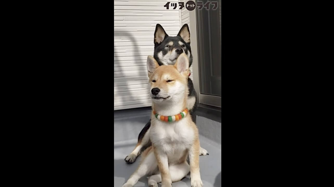 柴犬,動画,イッヌドットライフ