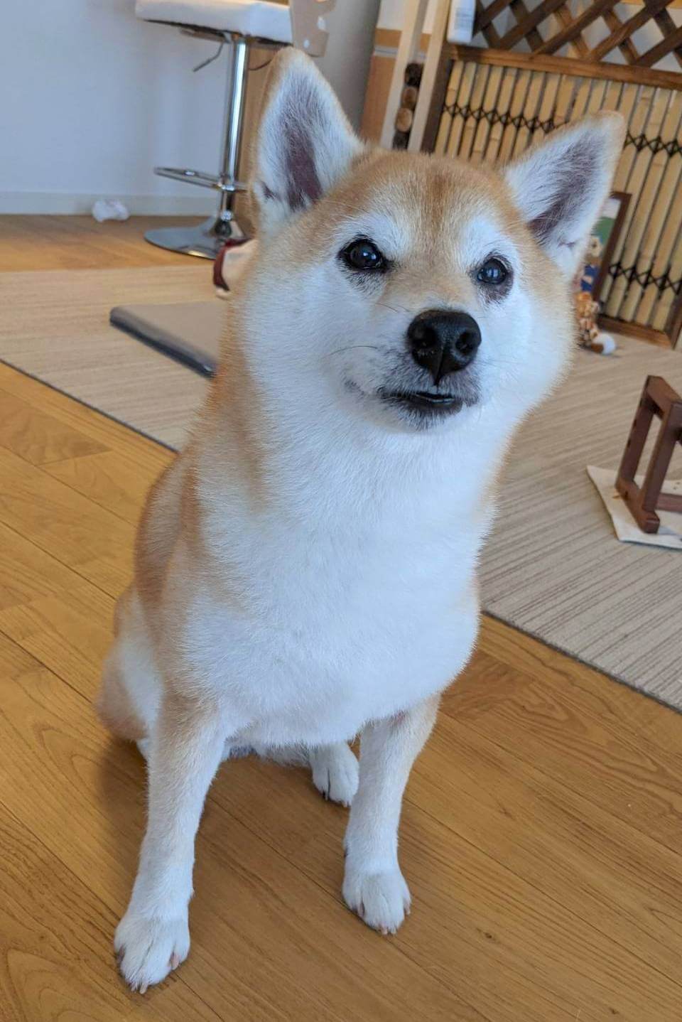 柴犬ライフ,アキナ山名,おまめ